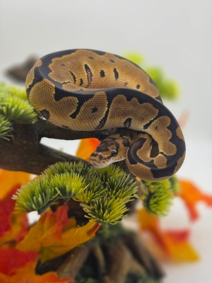 animal image