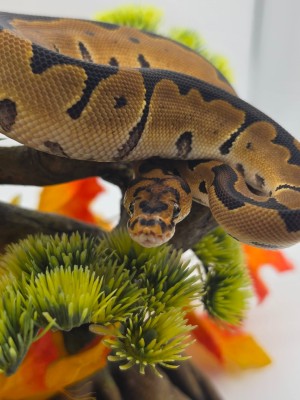 animal image
