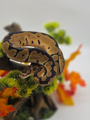 animal image