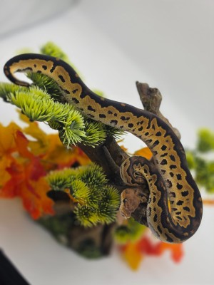animal image
