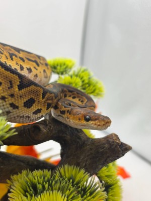 animal image