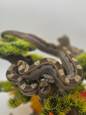 animal image