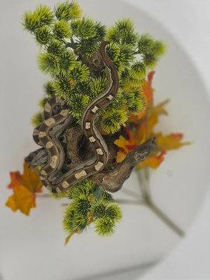 animal image