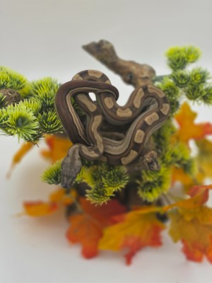 animal image