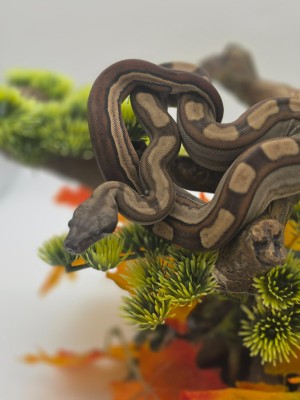 animal image