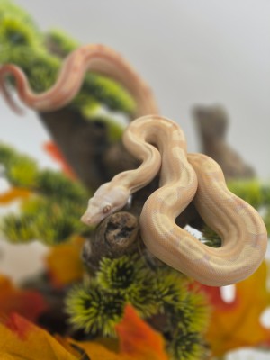 animal image
