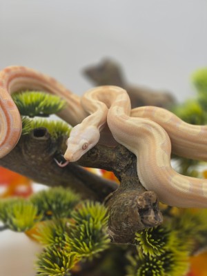 animal image