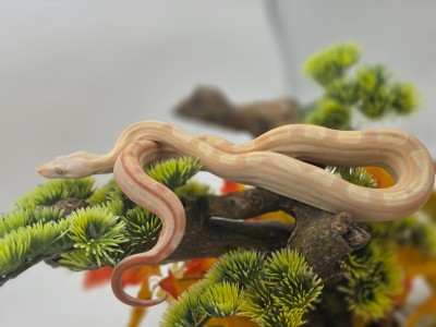 animal image