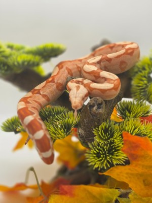 animal image