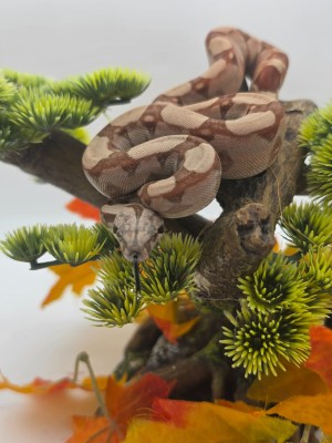 animal image