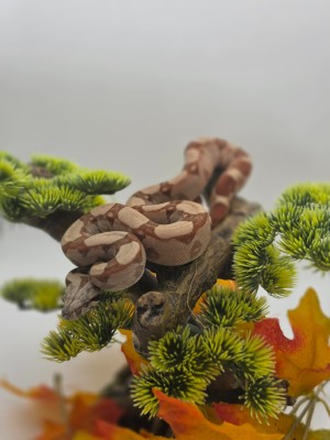 animal image