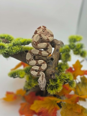 animal image