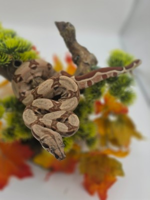 animal image