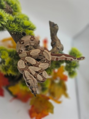 animal image