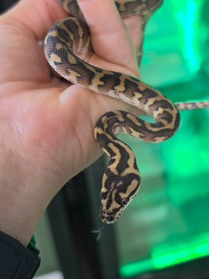 animal image