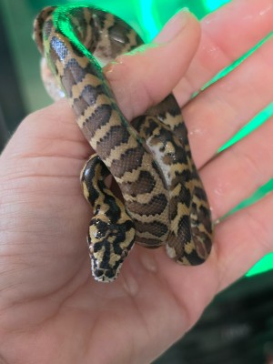 animal image