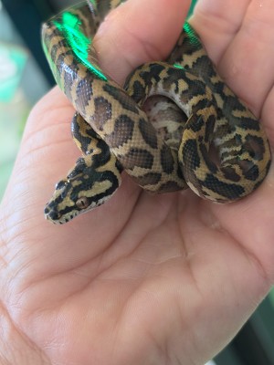animal image