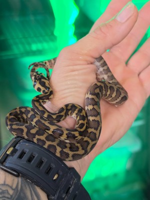 animal image