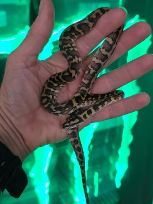 animal image