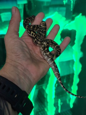 animal image