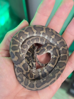 animal image