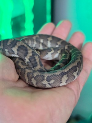 animal image