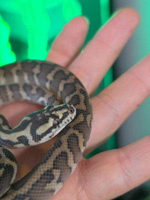 animal image