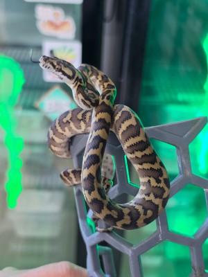 animal image