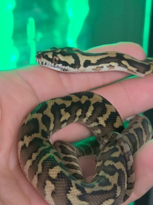 animal image