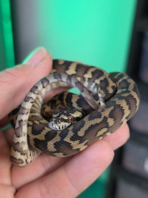 animal image