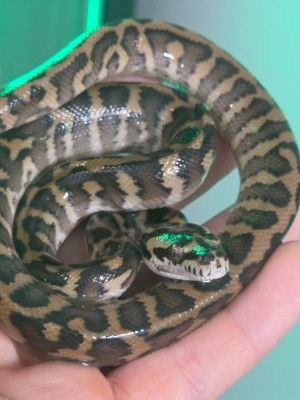 animal image