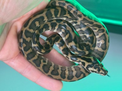 animal image