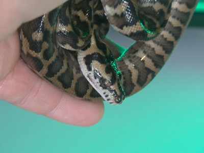 animal image