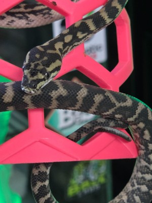 animal image