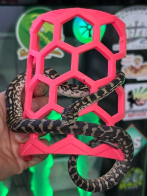 animal image
