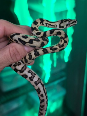 animal image