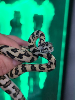 animal image