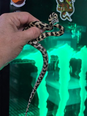 animal image