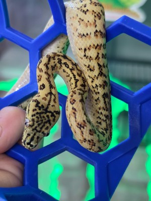 animal image