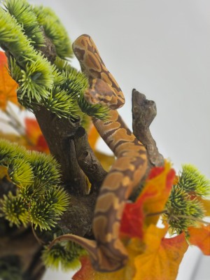 animal image