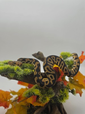 animal image