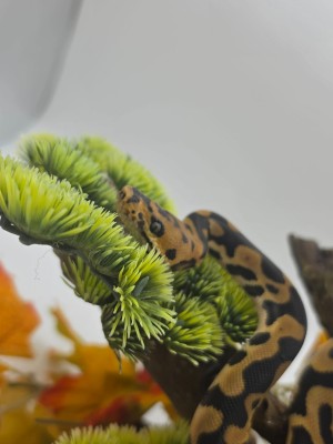 animal image