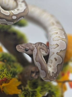animal image