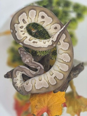 animal image