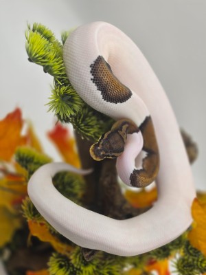 animal image