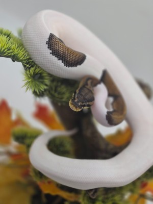 animal image