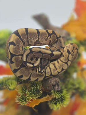 animal image
