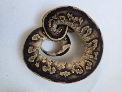 animal image