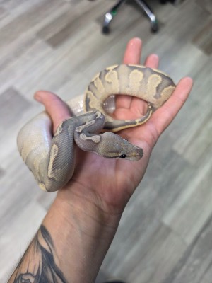 animal image