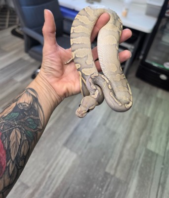 animal image